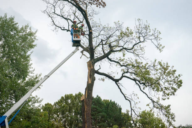 Best Residential Tree Removal  in Twisp, WA